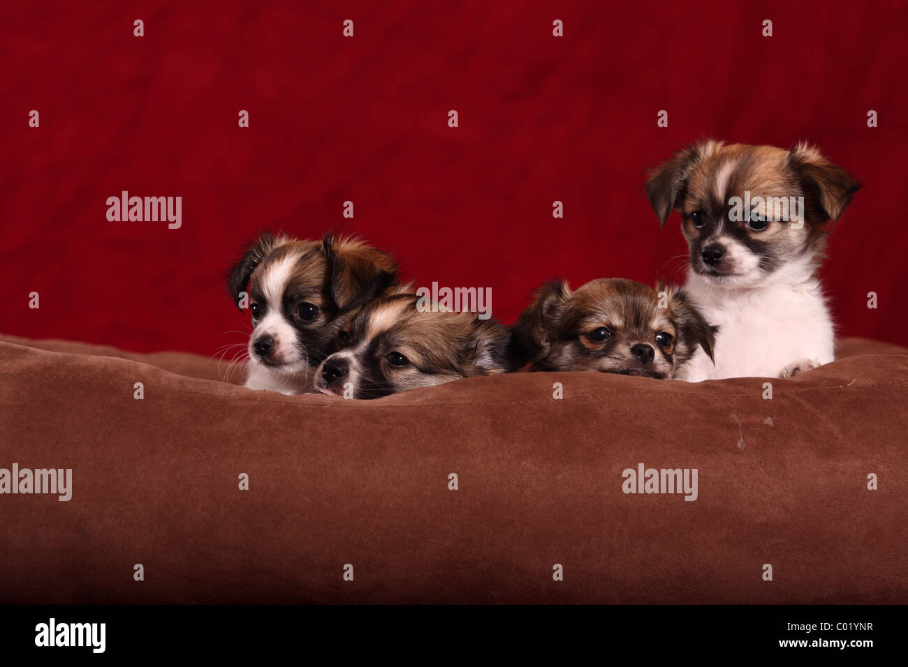 Chihuahua puppies Banque D'Images