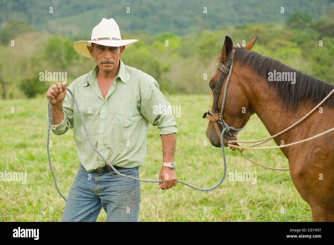 Don Arnulfo, éleveur travaillant avec son cheval à la Finca El Cisne ranch à Copán, au Honduras. Banque D'Images