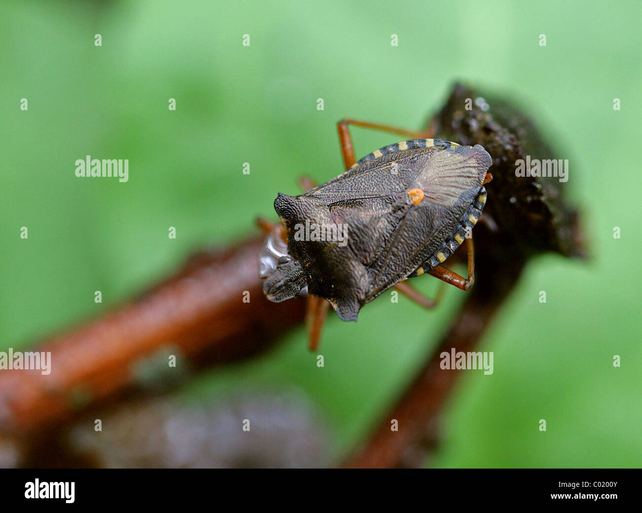Forêt ou Red-legged Shieldbug Pentatoma rufipes,, Pentatomidae, Heteroptera, d'Hémiptères. Des profils. Banque D'Images