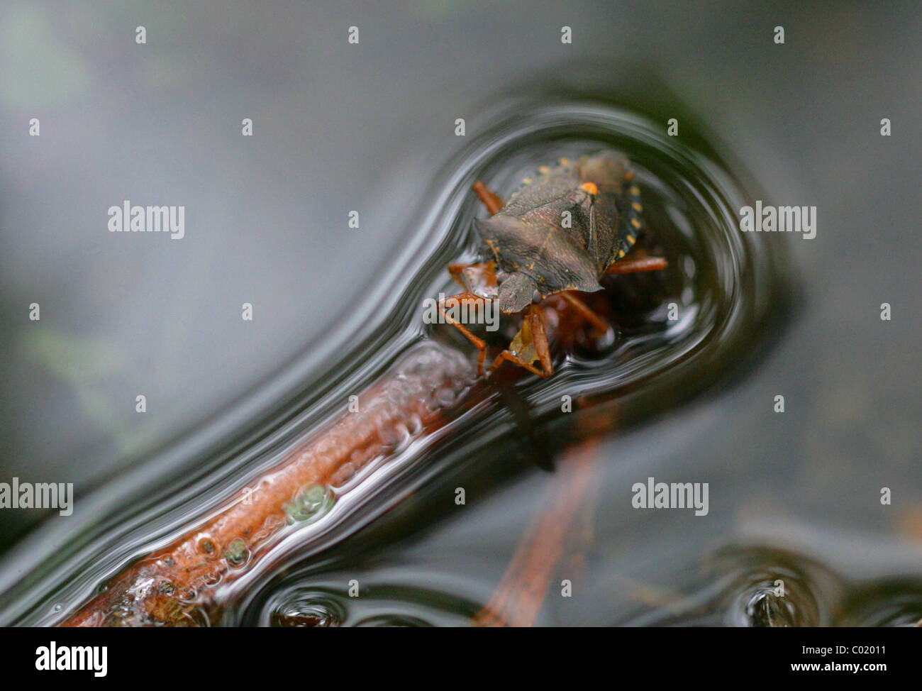 Forêt ou Red-legged Shieldbug Pentatoma rufipes,, Pentatomidae, Heteroptera, d'Hémiptères. Des profils. Banque D'Images