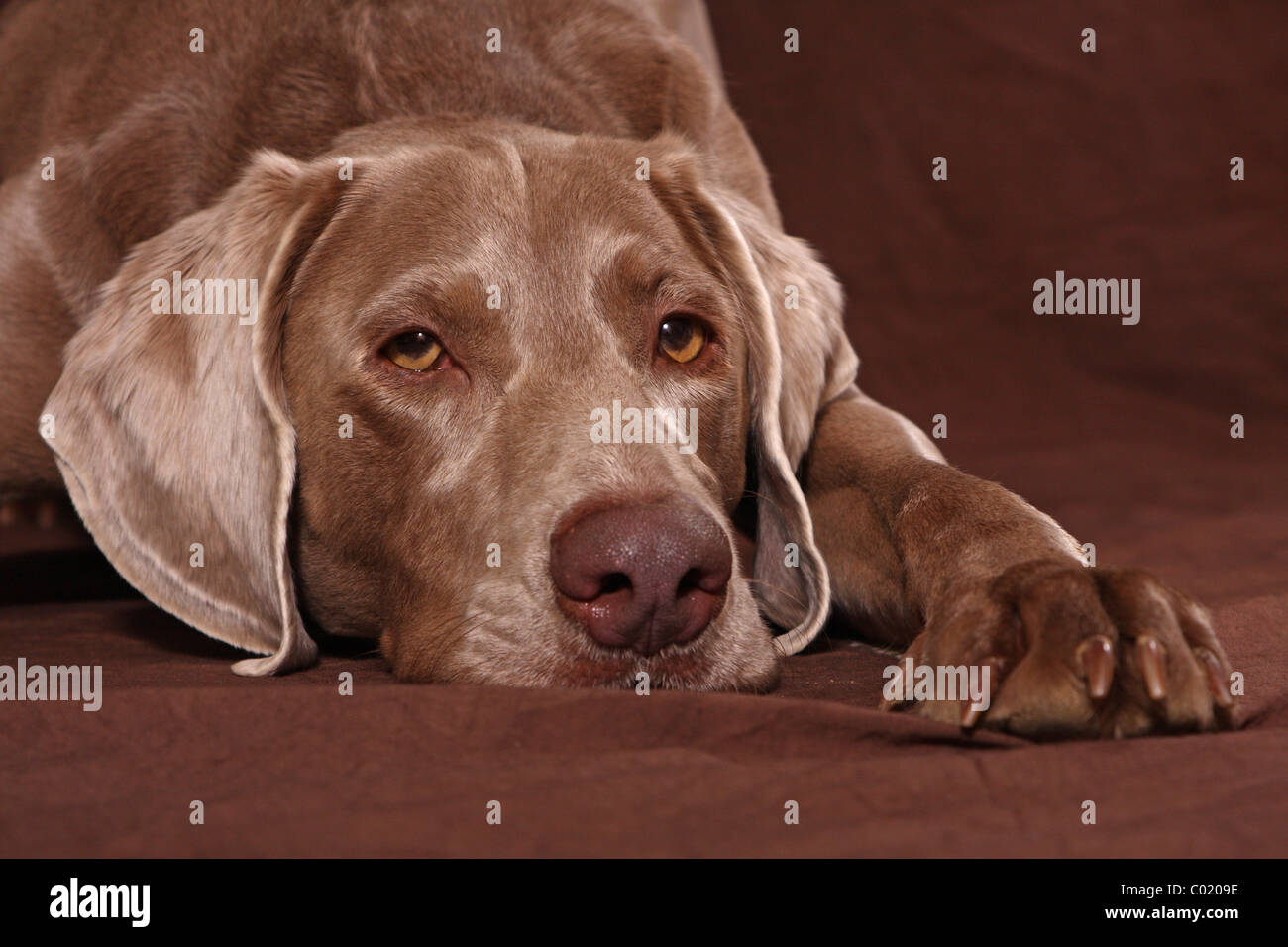 Braque de portrait Banque D'Images