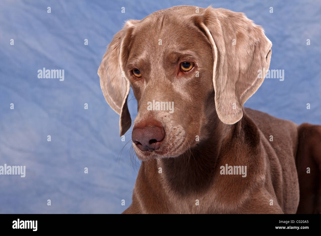 Braque de portrait Banque D'Images