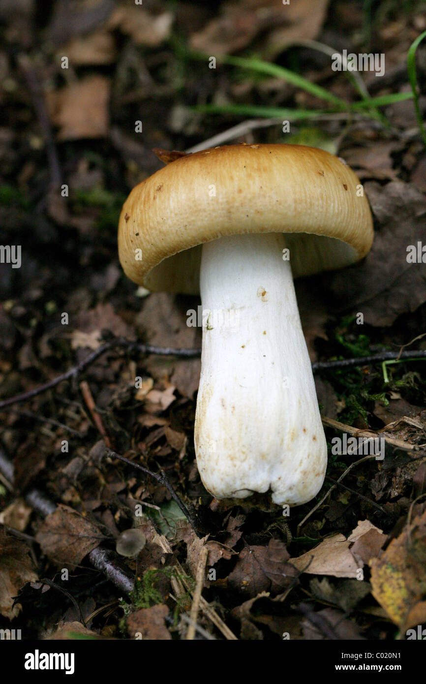 Russula foetens Brittlegill, puant, Russulaceae. Berkhamsted, Hertfordshire. Banque D'Images