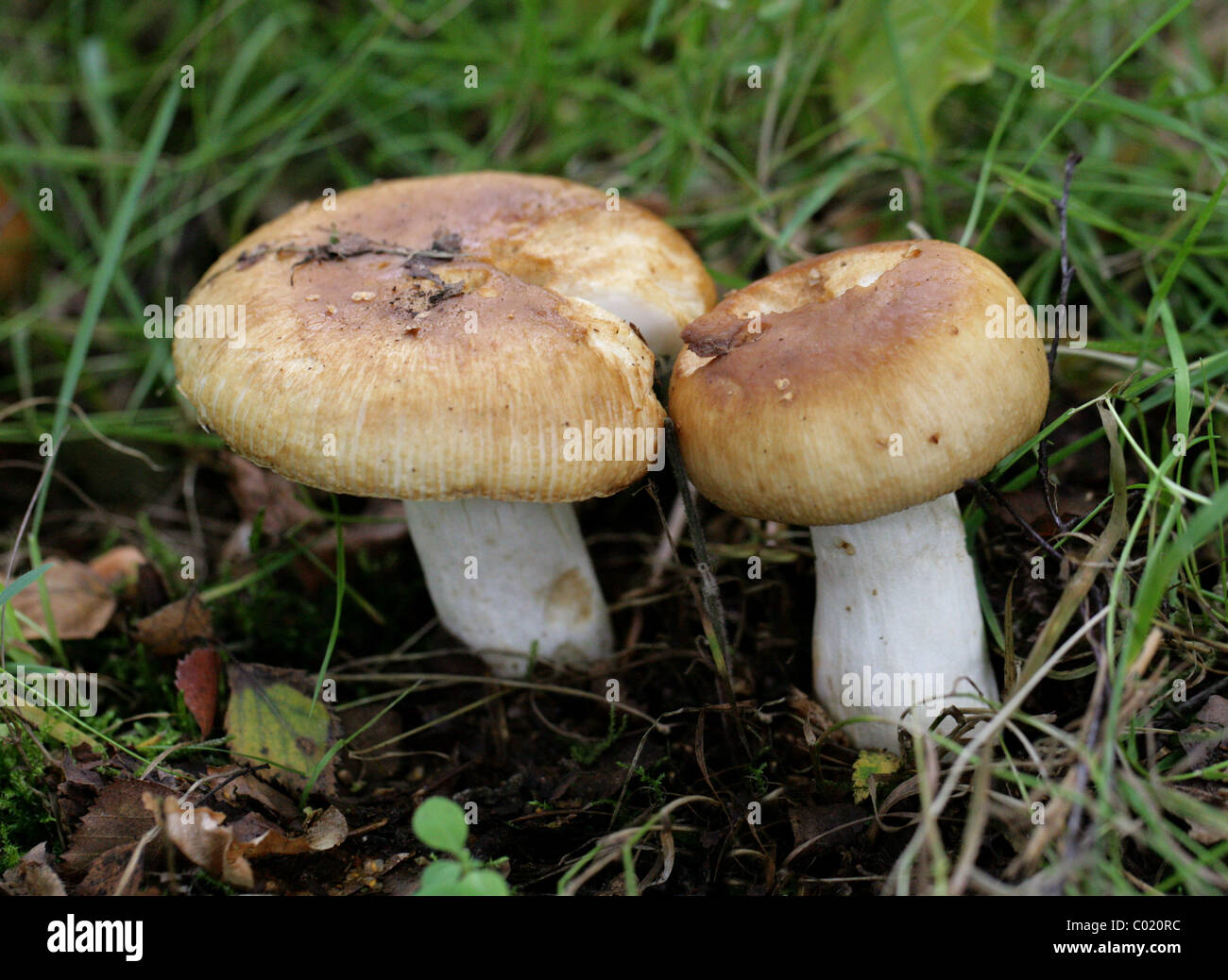 Russula foetens Brittlegill, puant, Russulaceae. Berkhamsted, Hertfordshire. Banque D'Images