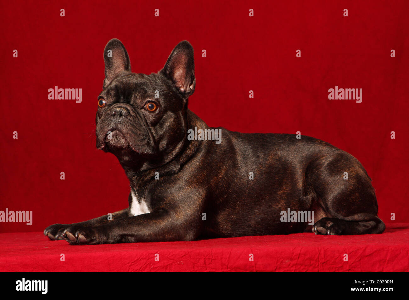 Bouledogue français Banque D'Images