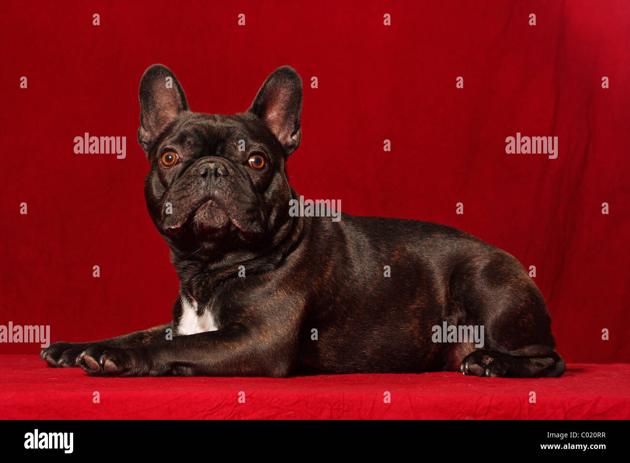 Bouledogue français Banque D'Images