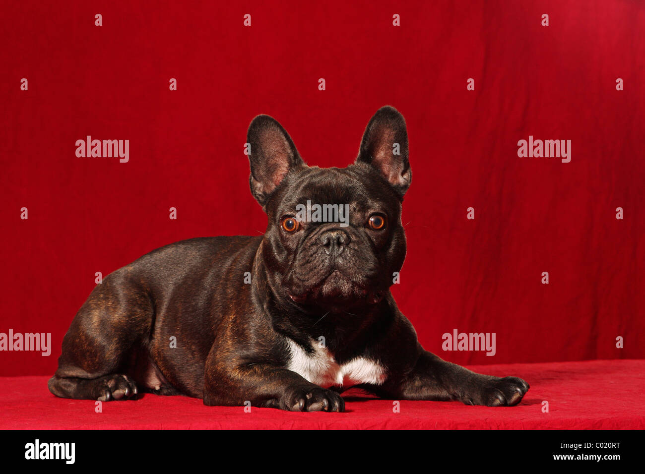 Bouledogue français Banque D'Images