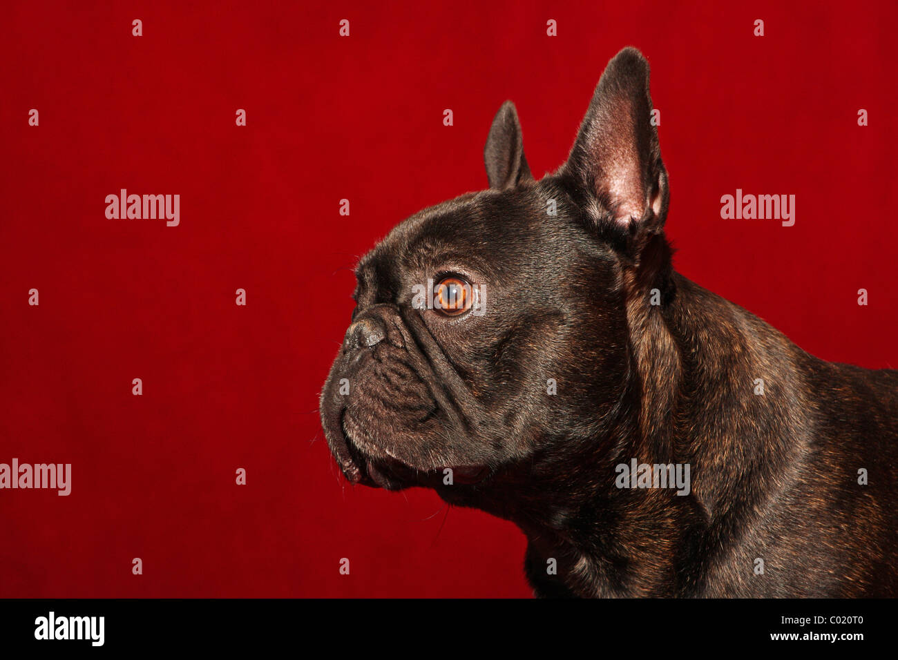 Bouledogue français Banque D'Images