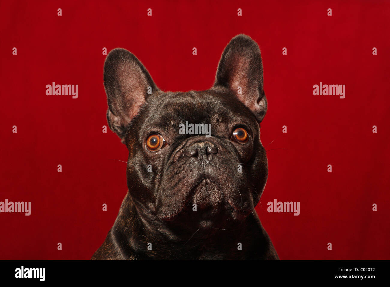 Bouledogue français Banque D'Images