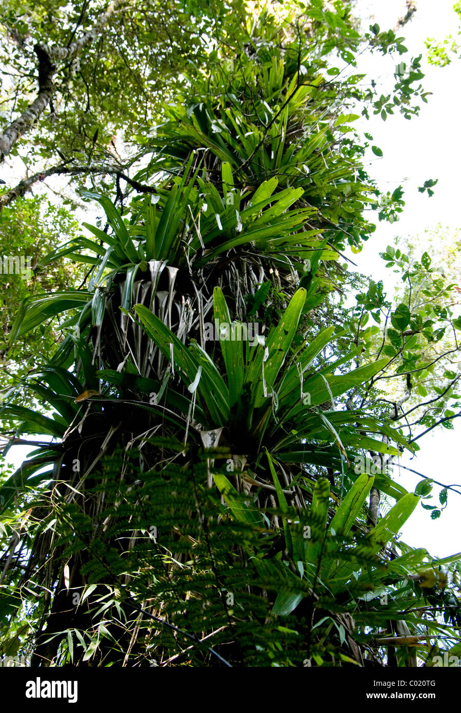 Le Guatemala. Alta Verapaz. Quetzal biotope. Banque D'Images