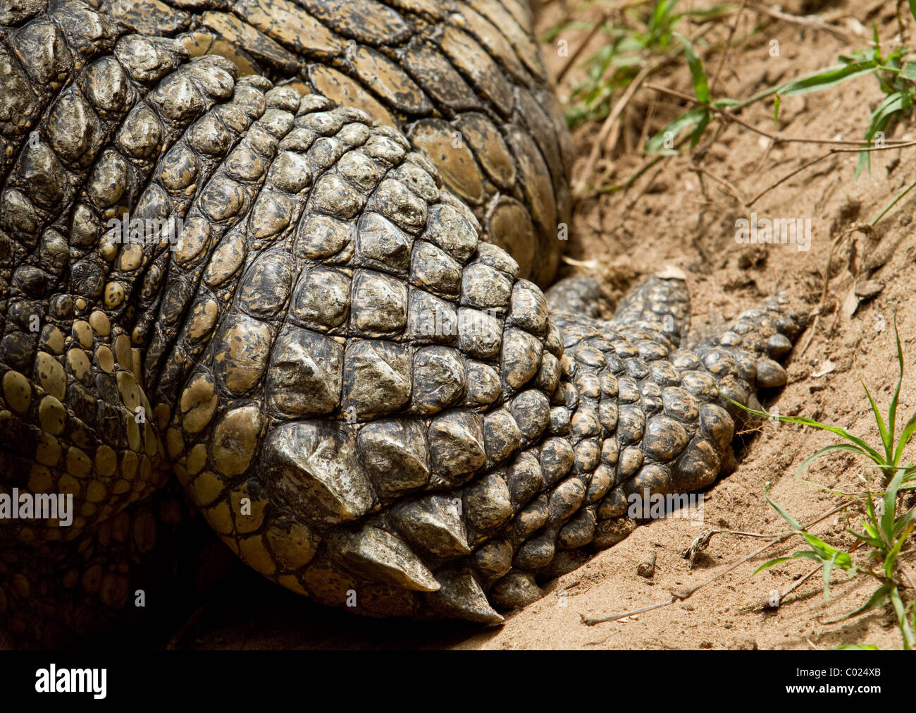Close-up de crocodiles du Nil pied Banque D'Images