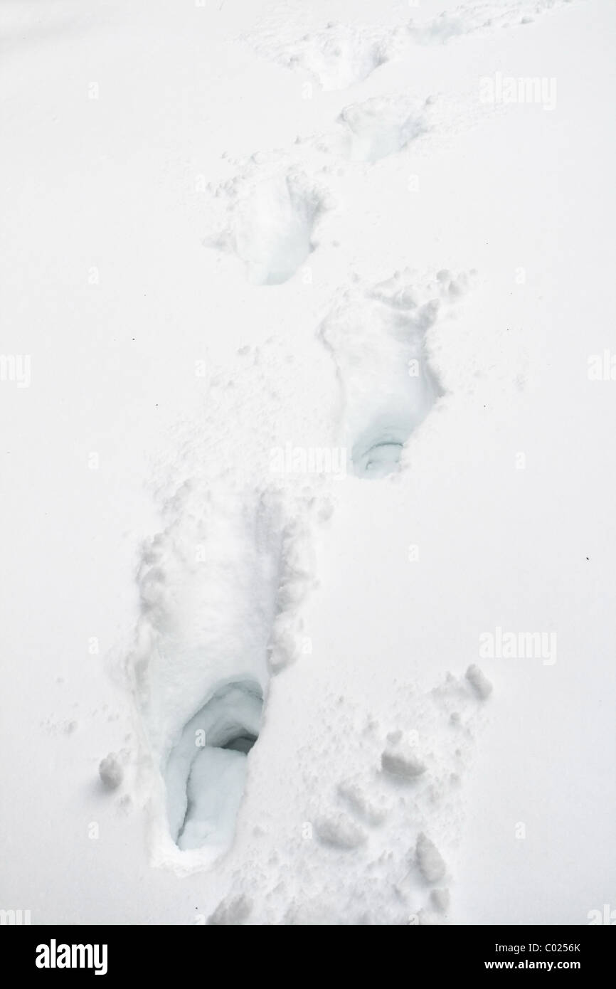 Footprints marche loin de la visionneuse dans la neige profonde Banque D'Images