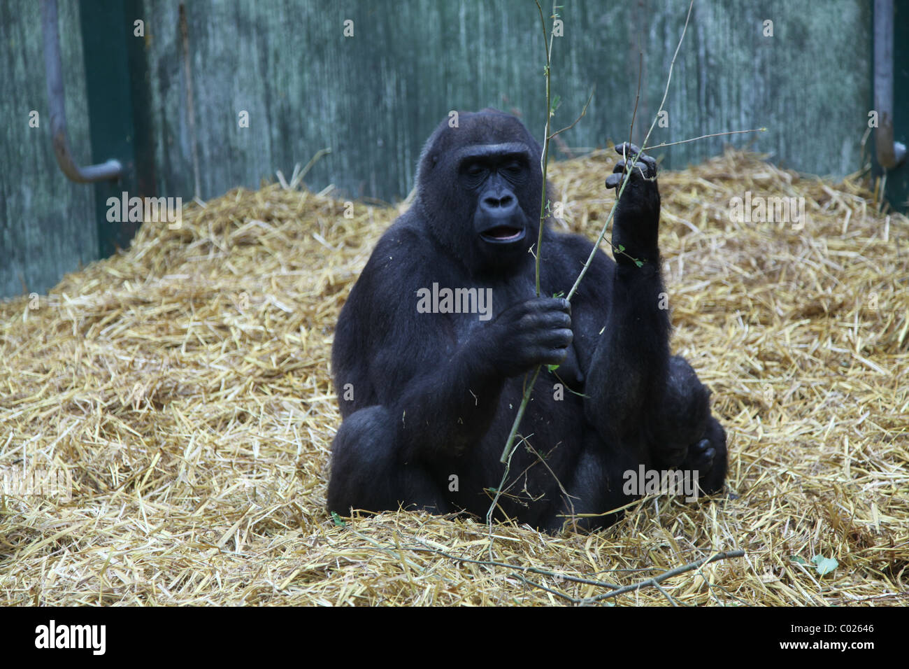 L'alimentation des gorilles au zoo Banque D'Images
