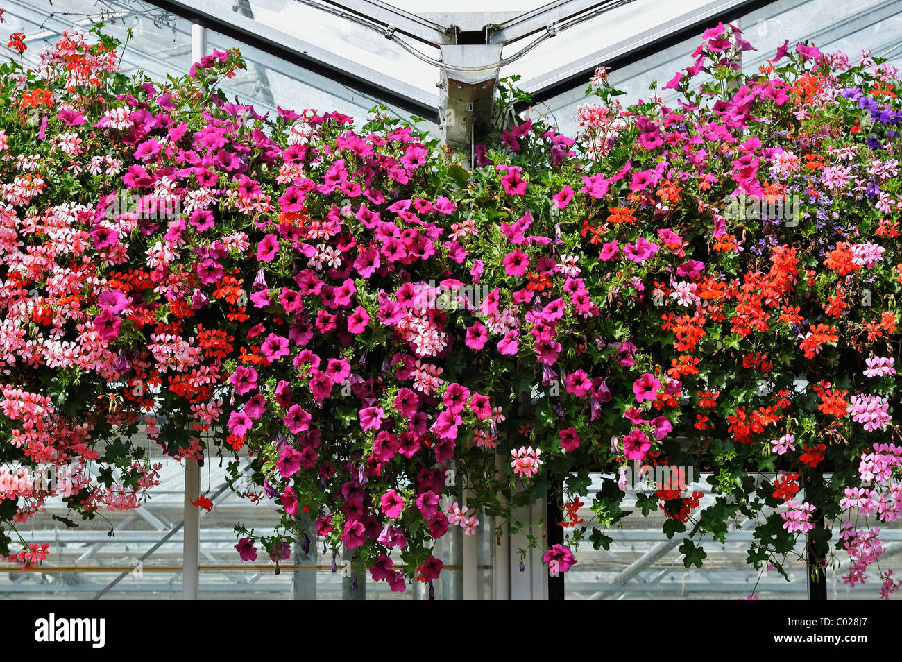 Géraniums odorants ou Storksbills (Pélargonium) et les pétunias (Petunia), Munich, Bavaria, Germany, Europe Banque D'Images