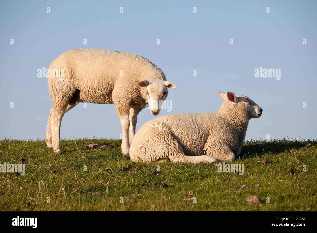 Moutons sur la digue de Nordstrand Husum, au nord de la Frise, Schleswig-Holstein, Allemagne, Europe Banque D'Images