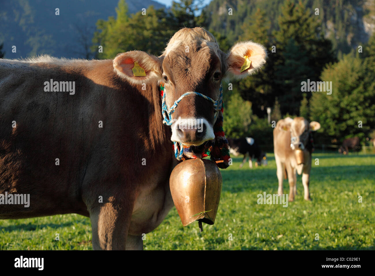 Vache portant une cloche de vache, Pfronten, Ostallgaeu district, région de l'Allgaeu Bayerisch souabe, région, Bavaria, Germany, Europe Banque D'Images