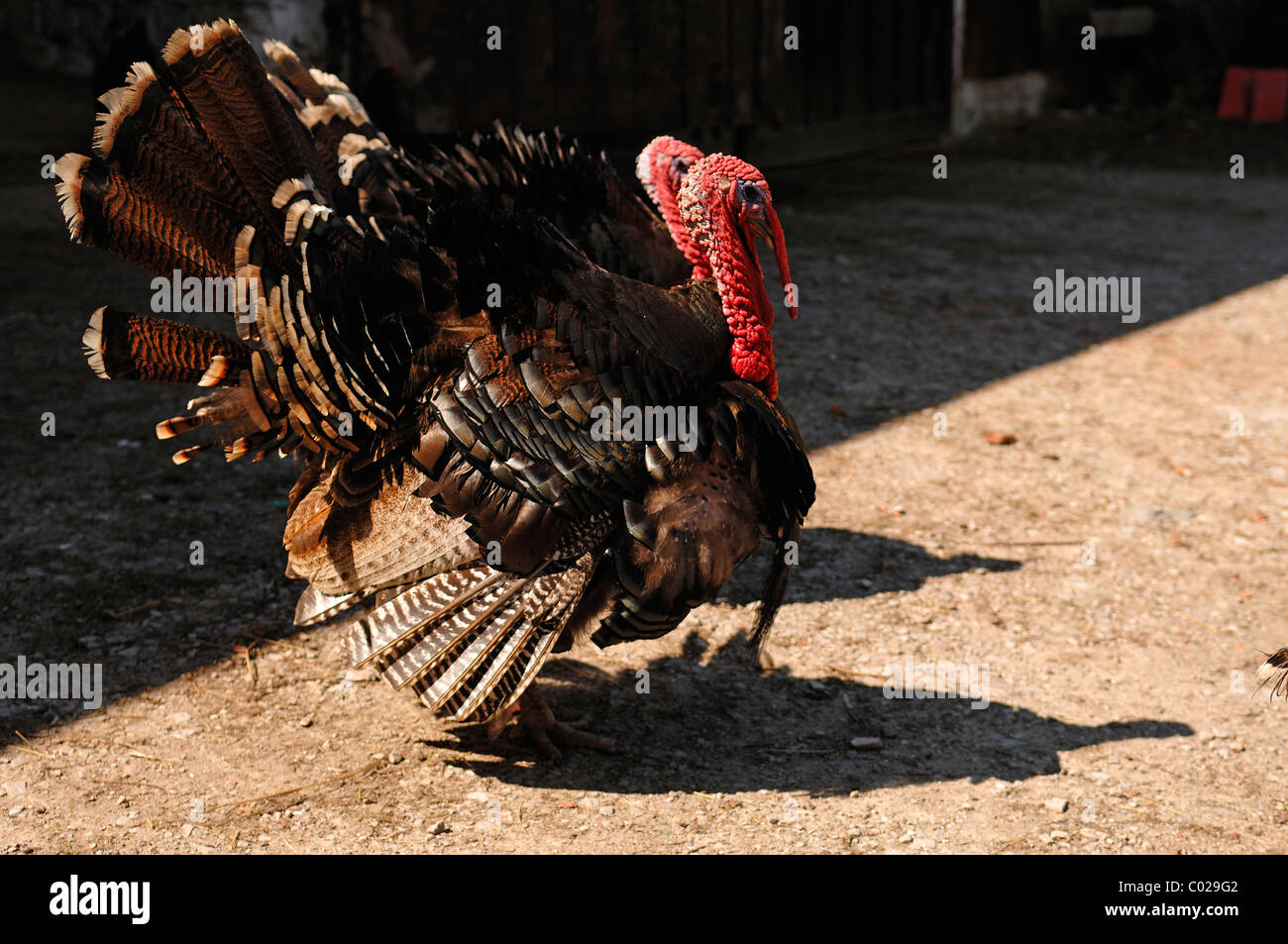 Deux dindes (Meleagris gallopavo), sur une exploitation agricole, Tauchersreuth, Middle Franconia, Bavaria Banque D'Images