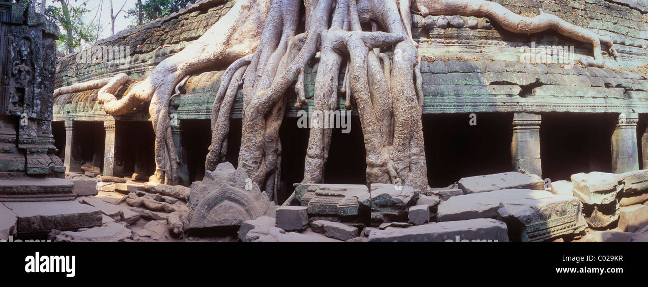 Racines de l'arbre du Temple Ta Prohm également mangeuses, temples d'Angkor, Siem Reap, Cambodge, Indochine, Asie du sud-est Banque D'Images Racines de l'arbre du Temple Ta Prohm également mangeuses, temples d'Angkor, Siem Reap, Cambodge, Indochine, Asie du sud-est Banque D'Images