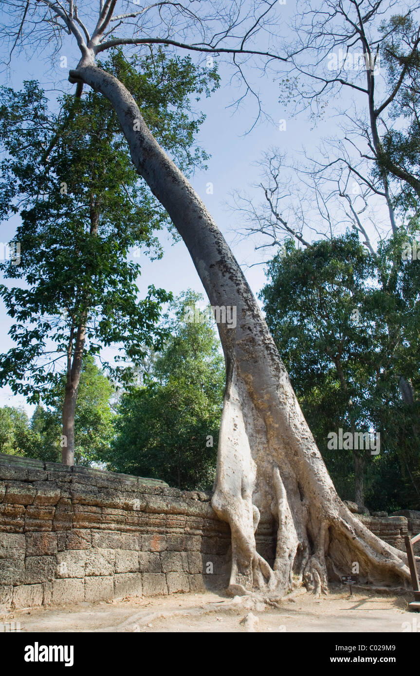 Racines de l'arbre du Temple Ta Prohm également mangeuses, temples d'Angkor, Siem Reap, Cambodge, Indochine, Asie du sud-est Banque D'Images Racines de l'arbre du Temple Ta Prohm également mangeuses, temples d'Angkor, Siem Reap, Cambodge, Indochine, Asie du sud-est Banque D'Images