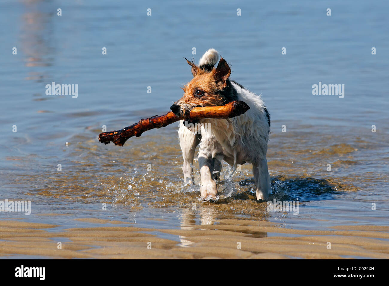 Petit chien jouant dans l'eau, la récupération de stick Banque D'Images