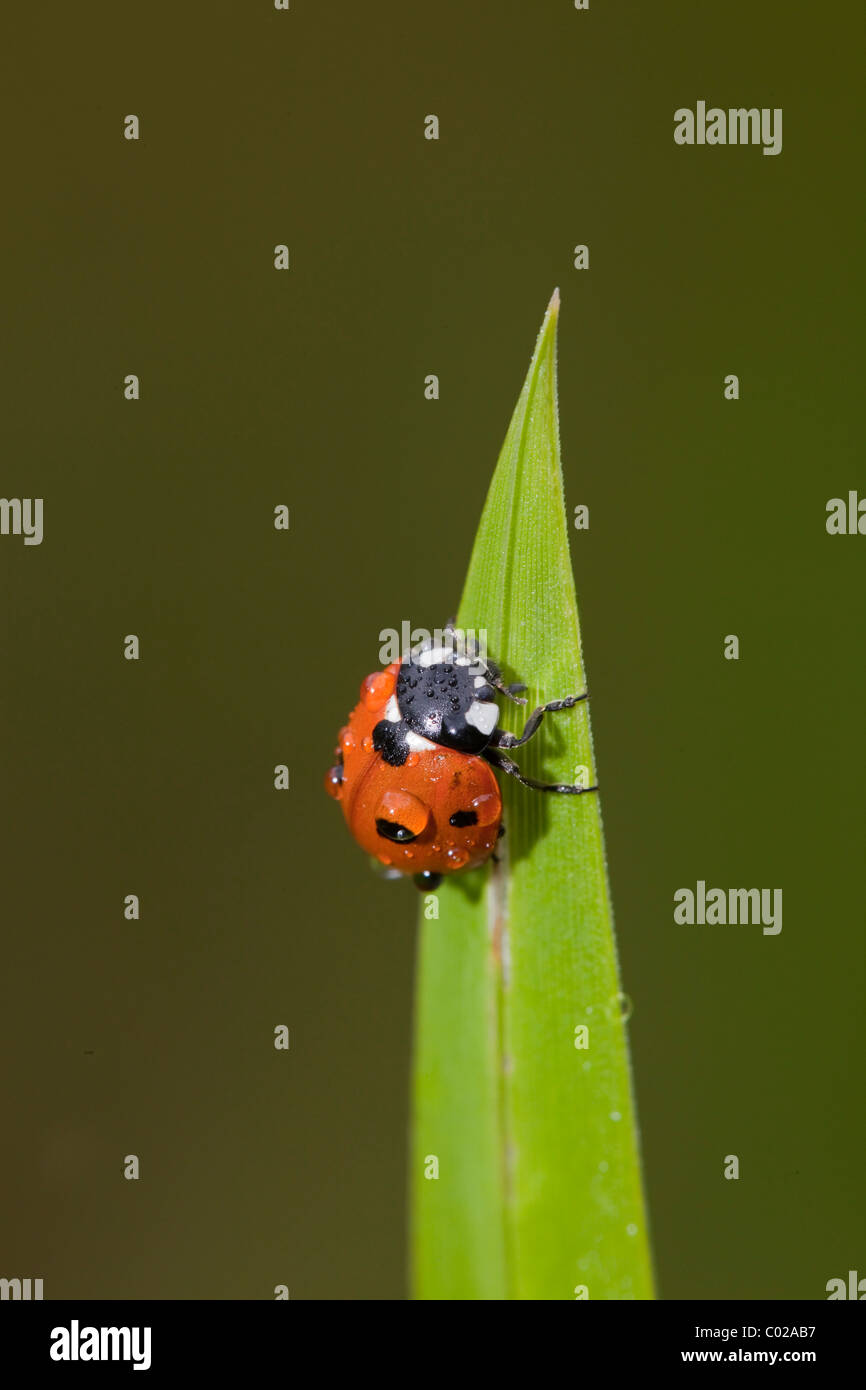 7-spot ladybird ou sept points (Coccinella septempunctata coccinelle, Coccinella 7-punctata) Banque D'Images