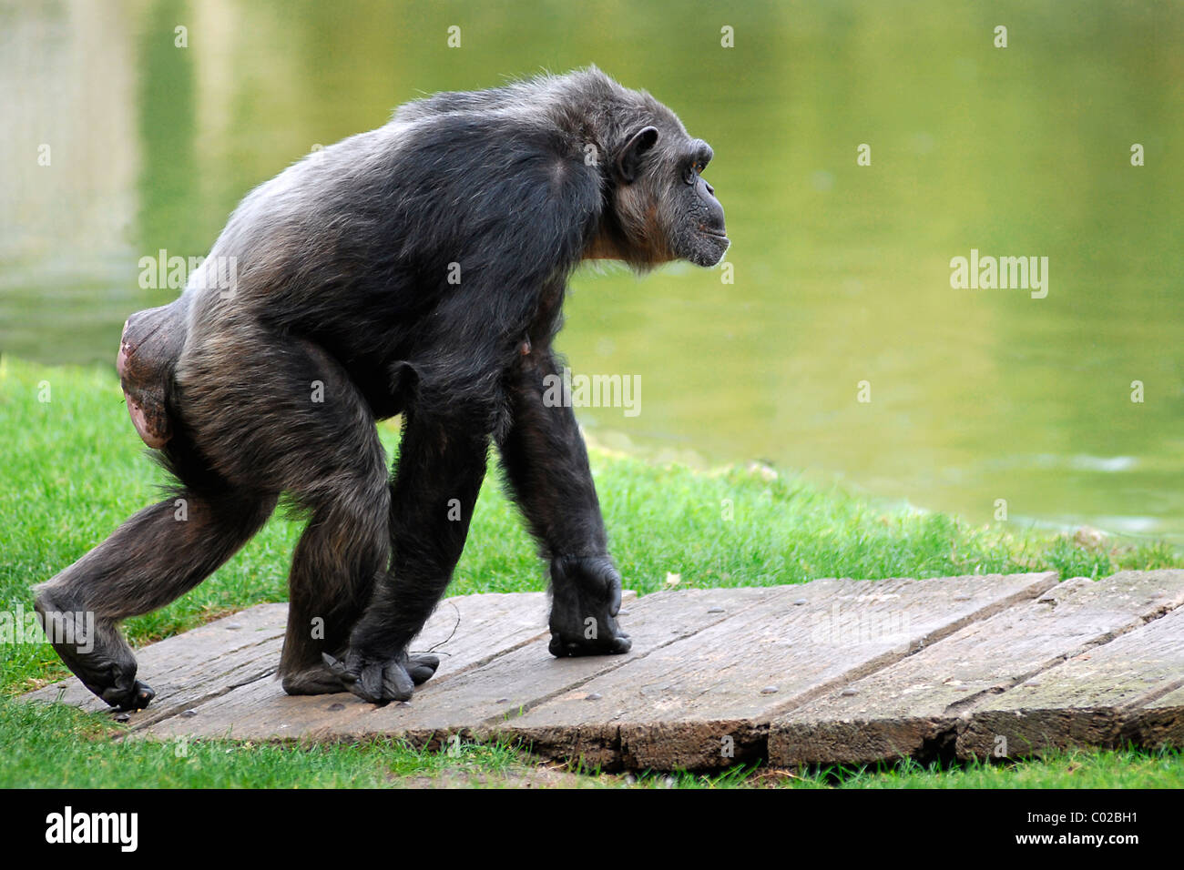 Chimpanzé (Pan troglodytes) marche sur plancher bois près de l'étang Banque D'Images
