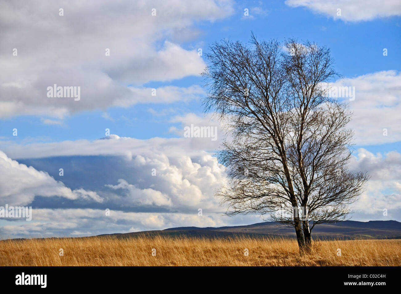Silver Birch Tree en hiver. Newby Moor, West Yorkshire, Angleterre, Royaume-Uni, Europe. Banque D'Images