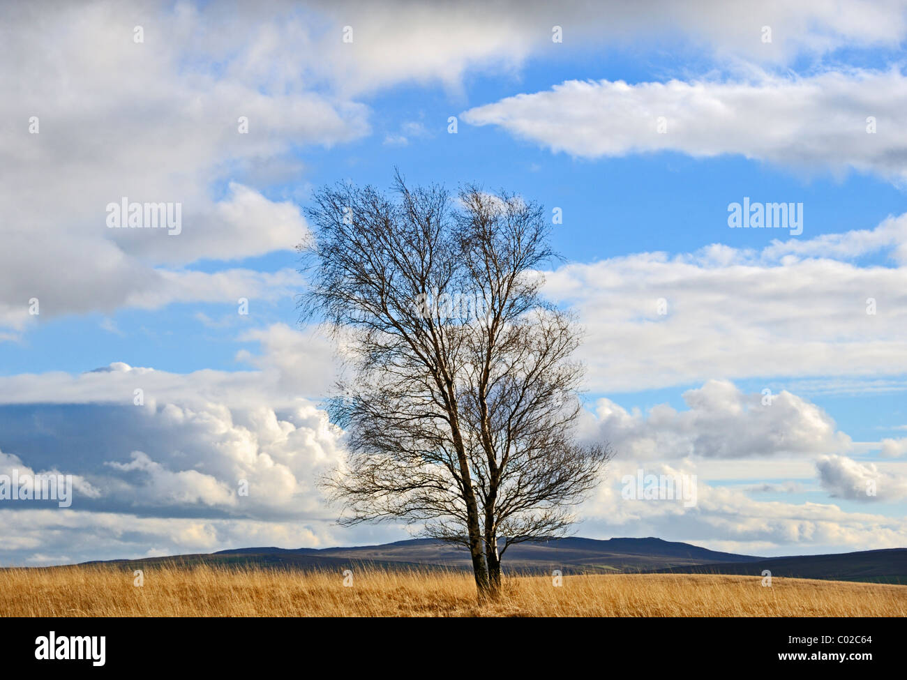 Silver Birch Tree en hiver. Newby Moor, West Yorkshire, Angleterre, Royaume-Uni, Europe. Banque D'Images