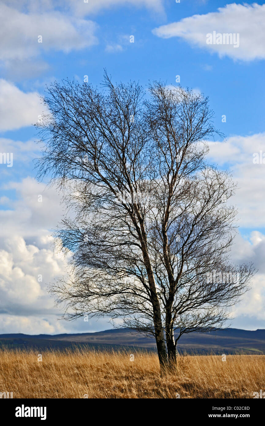 Silver Birch Tree en hiver. Newby Moor, West Yorkshire, Angleterre, Royaume-Uni, Europe. Banque D'Images
