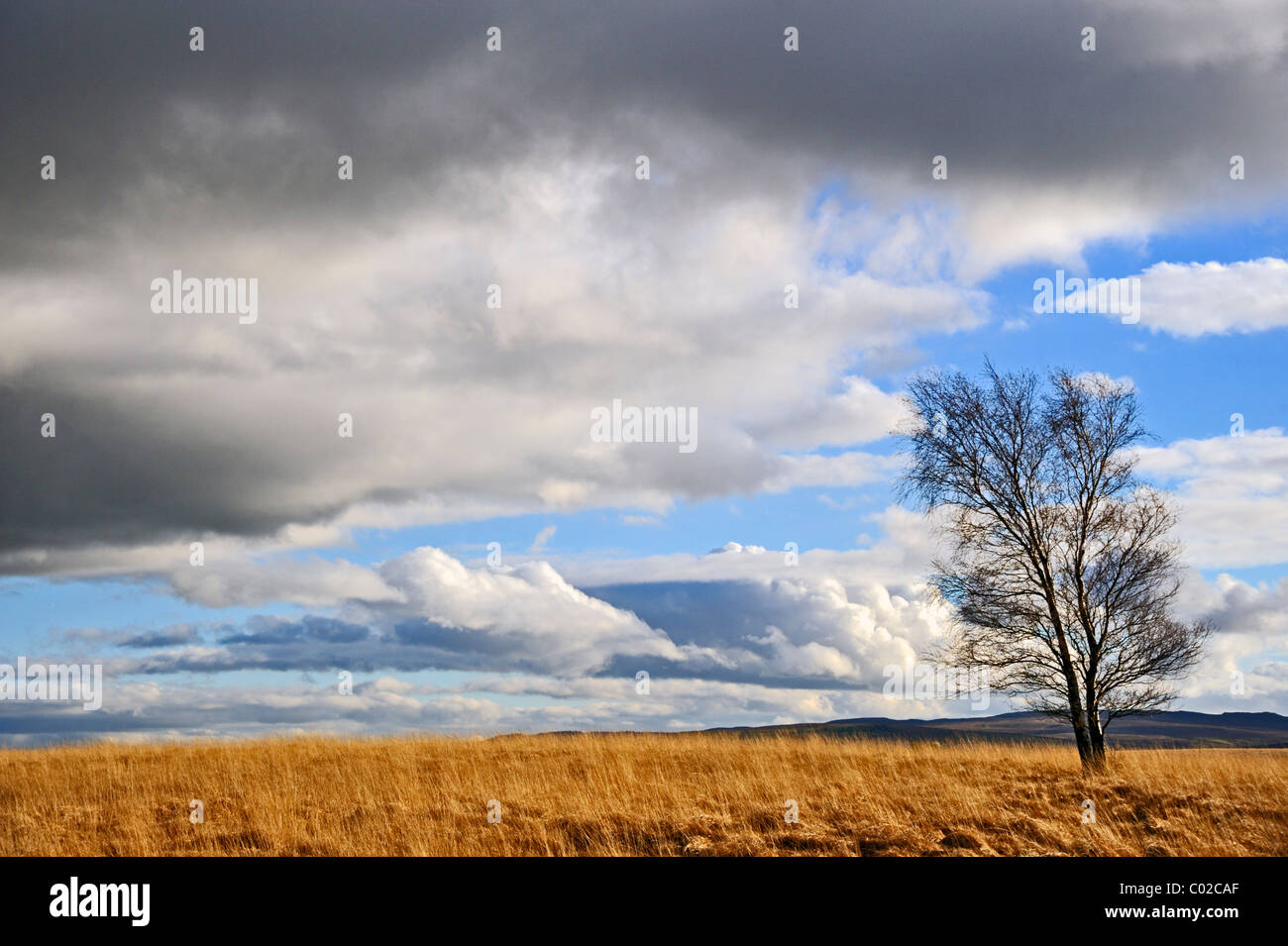Silver Birch Tree en hiver. Newby Moor, West Yorkshire, Angleterre, Royaume-Uni, Europe. Banque D'Images