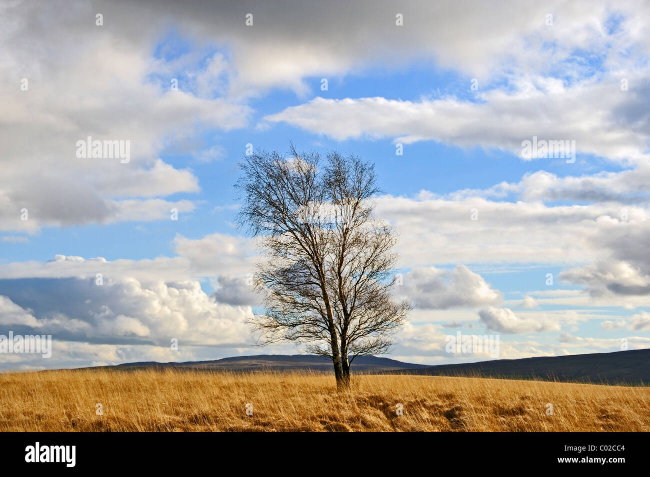 Silver Birch Tree en hiver. Newby Moor, West Yorkshire, Angleterre, Royaume-Uni, Europe. Banque D'Images