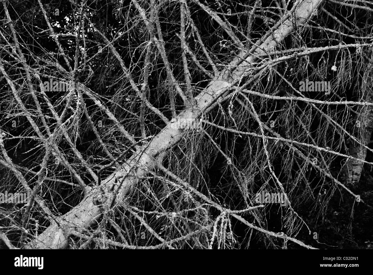 Tronc d’arbre Banque D'Images