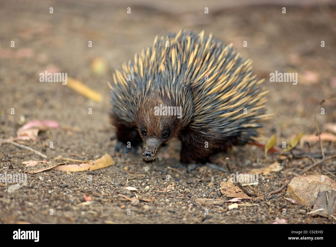 Échidné à nez court-épineuse ou tamanoir (Tachyglossus aculeatus), adulte, l'alimentation, de l'Australie Banque D'Images