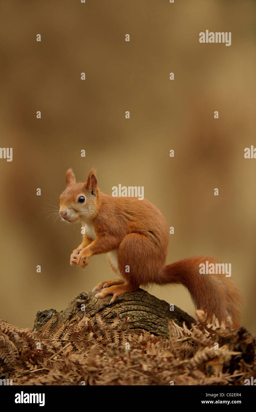 L'Écureuil roux (Sciurus vulgaris). Homme alerte sur une branche morte sur le sol de la forêt entre brackens au cours de l'automne Banque D'Images