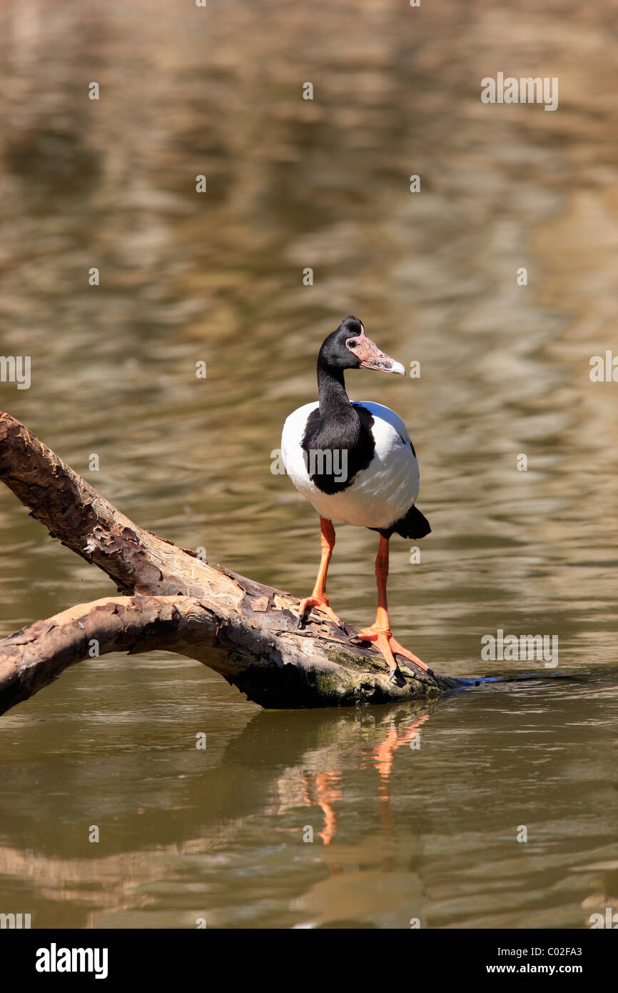 (Anseranas semipalmata Magpie Goose), adulte debout dans l'eau sur une branche comme une vigie, Australie Banque D'Images