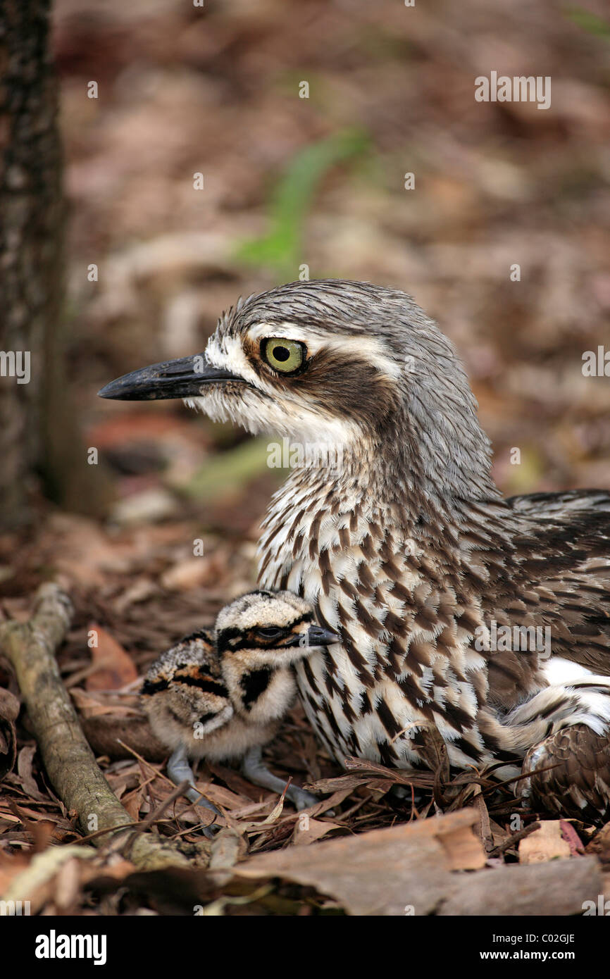 Bush-pierre (Burhinus grallarius courlis), femelle adulte avec chick, Australie Banque D'Images