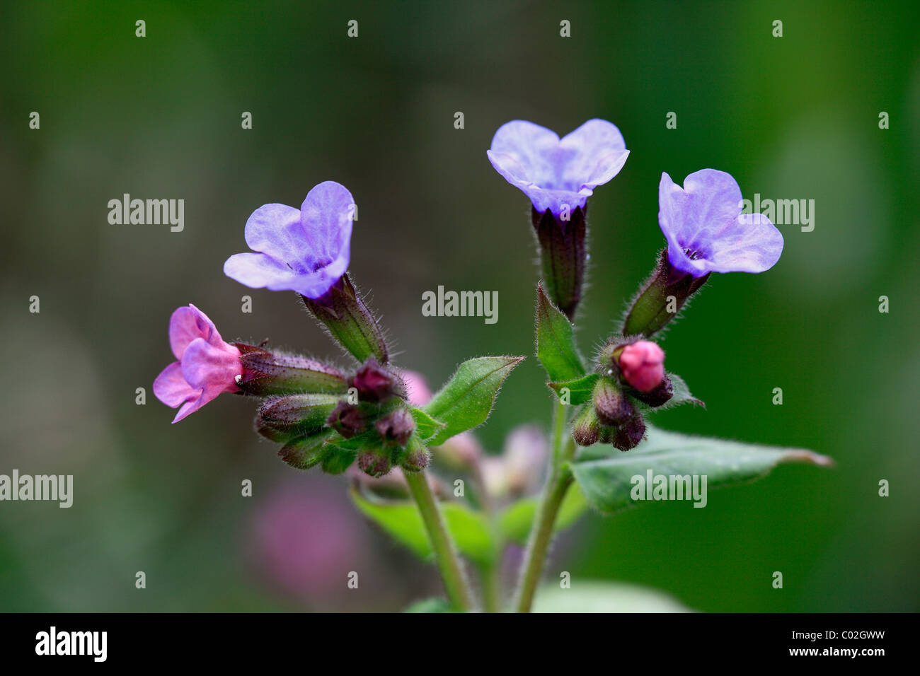 Pulmonaire (Pulmonaria officinalis), fleurs Banque D'Images