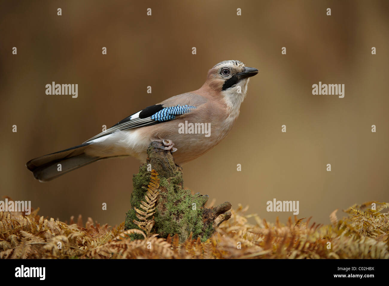 Eurasian Jay (Garrulus glandarius) entre les feuilles d'automne bracken, Pays-Bas, octobre. Banque D'Images