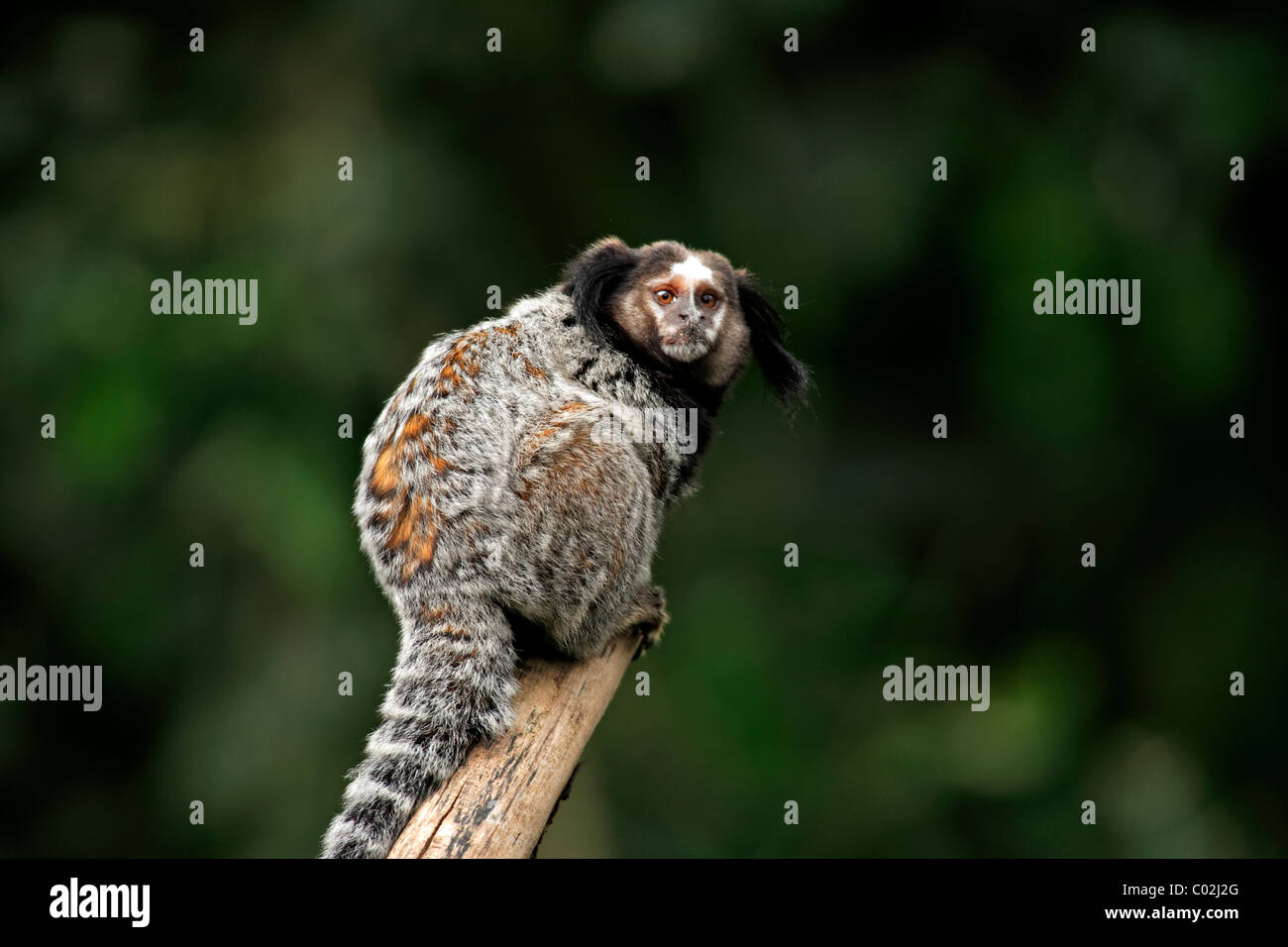 Wied's Black-oreille-touffetés ouistiti (Callithrix kuhlii), des profils sur un arbre, Pantanal, Brésil, Amérique du Sud Banque D'Images