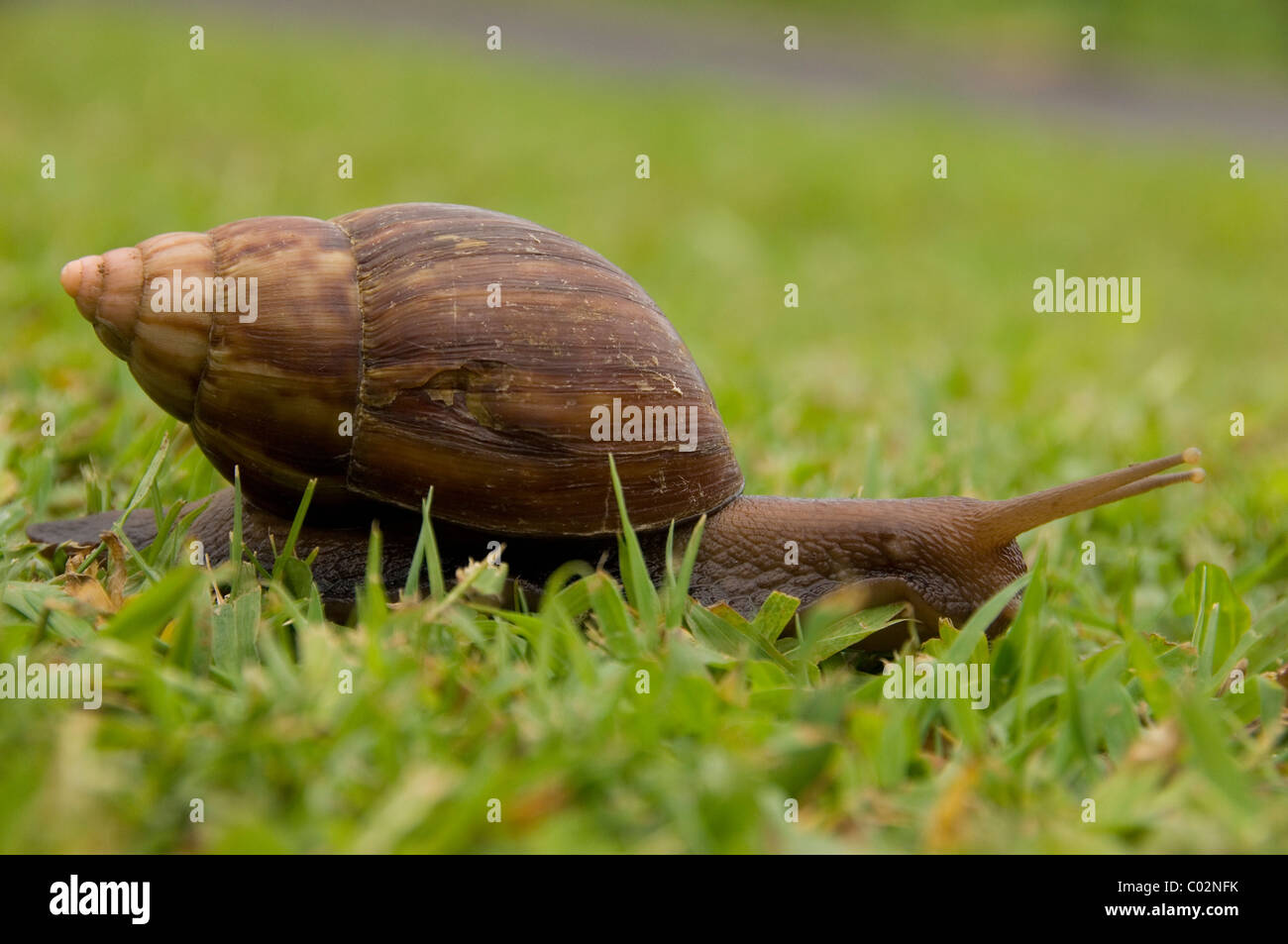 Close up d'un escargot géant Banque D'Images