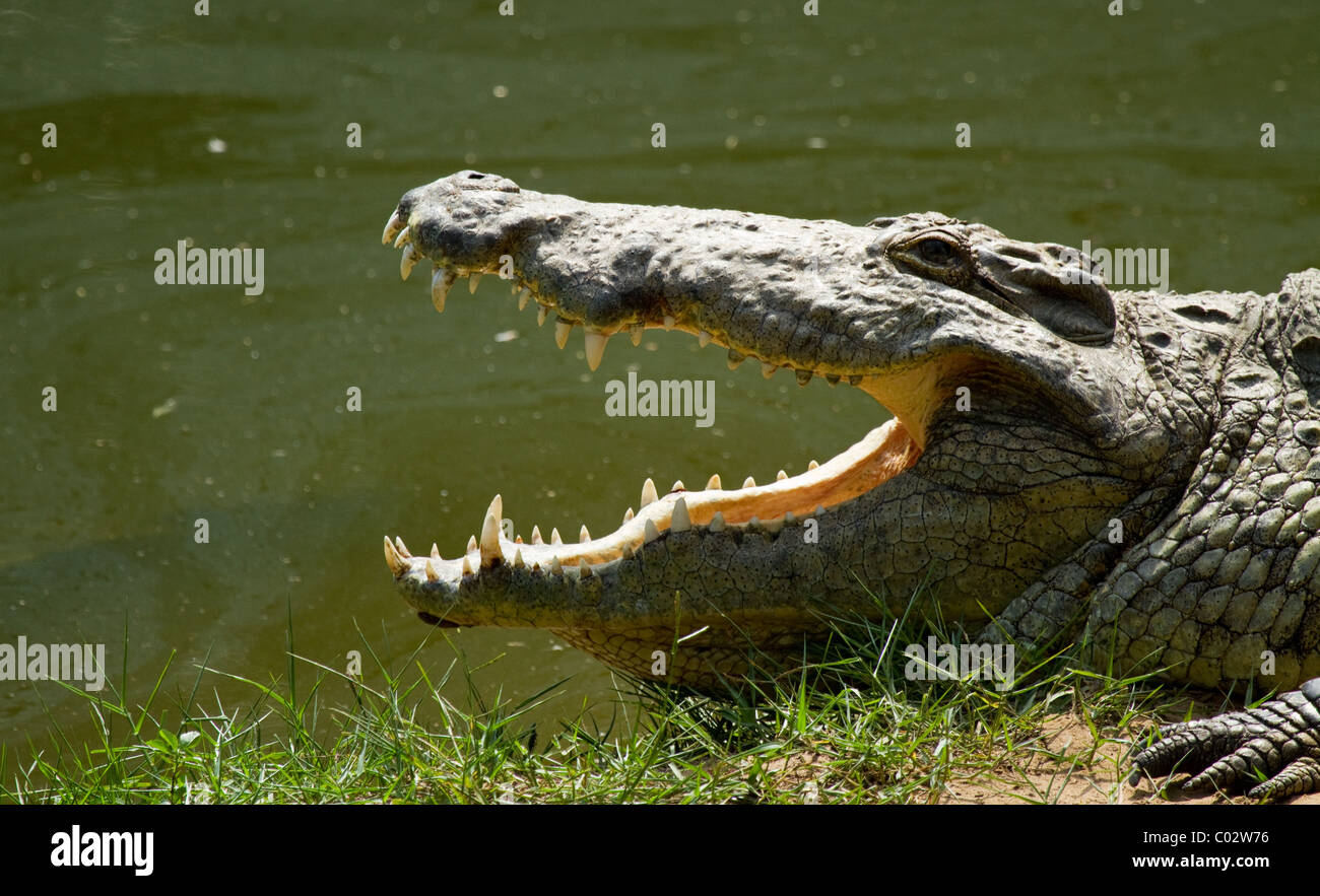 Close-up de crocodiles du Nil avec bouche ouverte Banque D'Images