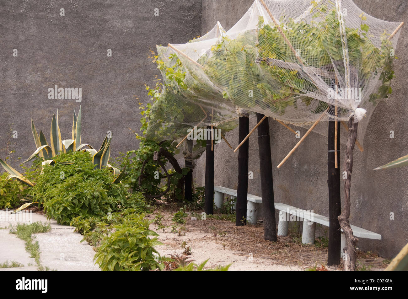 L'Afrique du Sud, Cape Town, l'île de Robben. Nelson Mandela prison du jardin. Banque D'Images