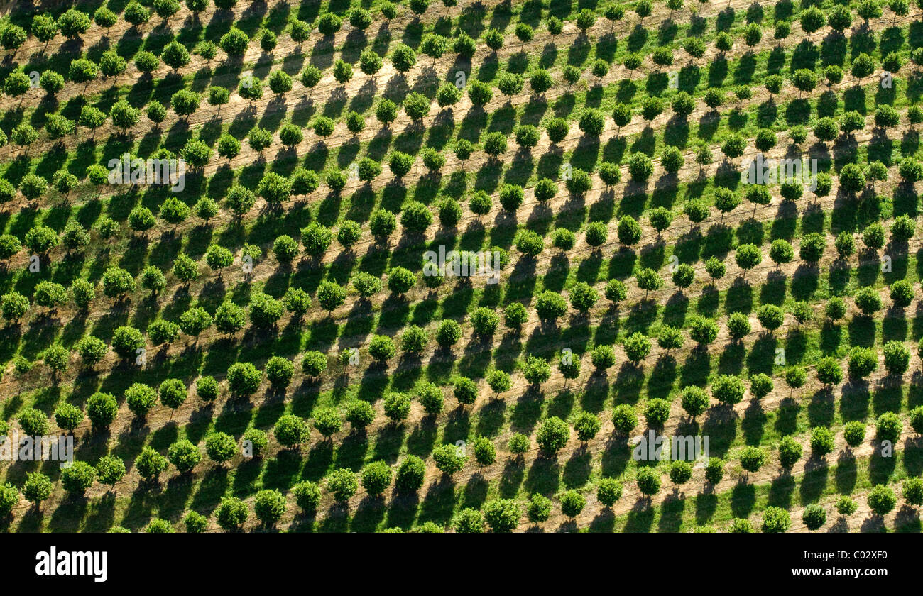 Vue aérienne de plantation d'Eucalyptus Afrique du Sud Banque D'Images