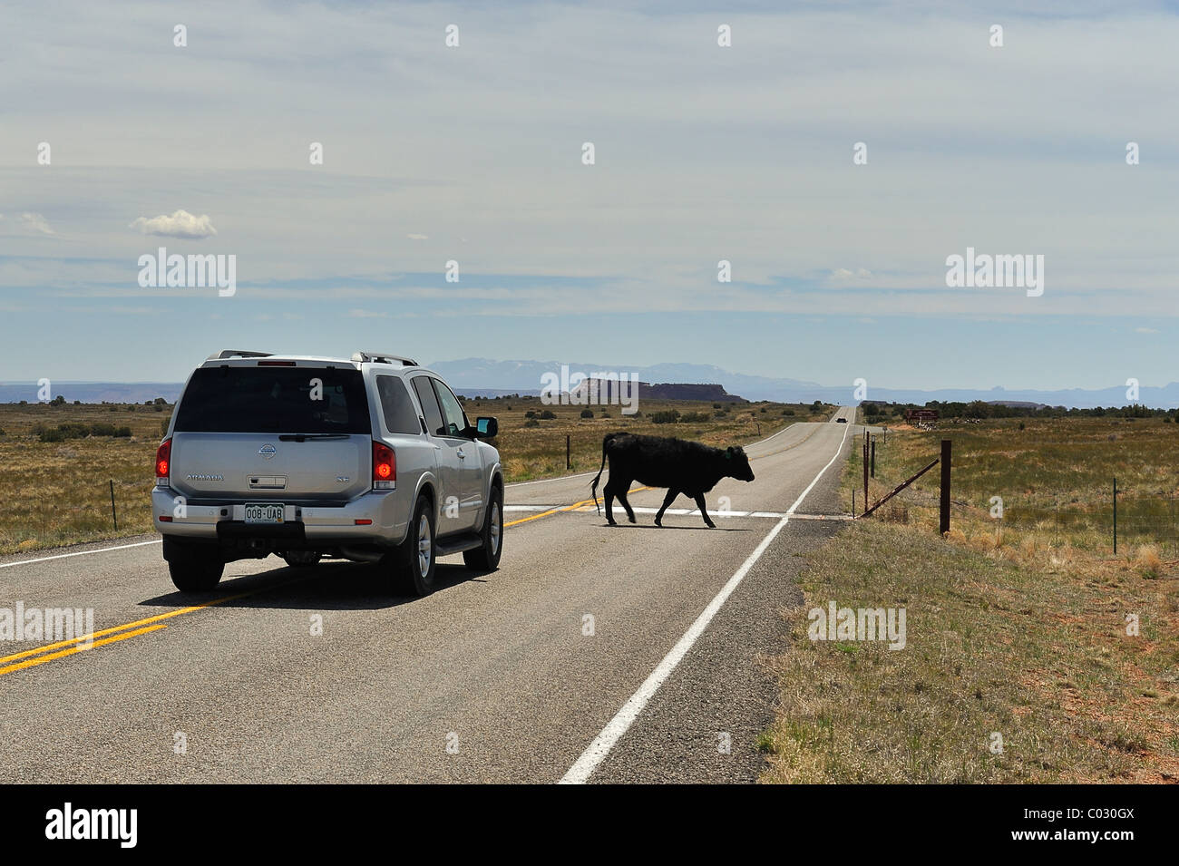 Vache traversant une route en face d'une voiture à Canyonlands National Park, Island in the Sky, USA Banque D'Images