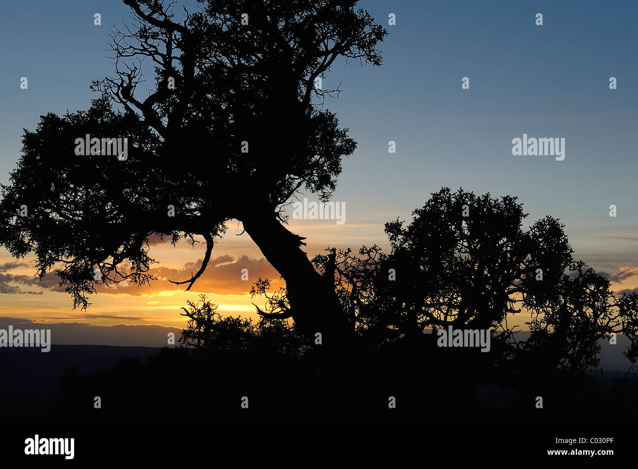 Silhouette d'un arbre lors d'un coucher de soleil sur Canyonlands National Park, Island in the Sky, USA Banque D'Images