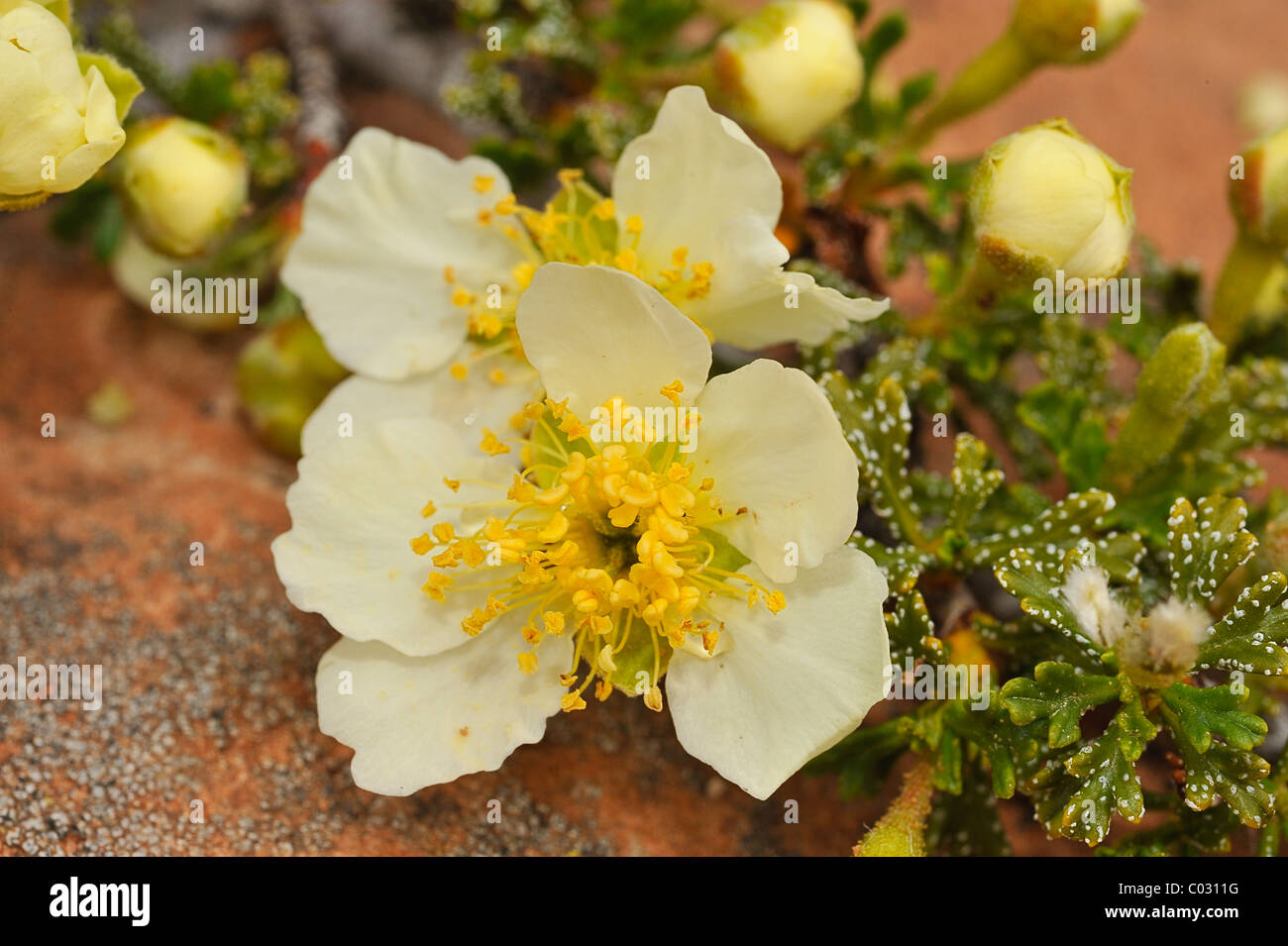 Sego lily flowers growing in Canyonlands National Park, Utah, USA Banque D'Images