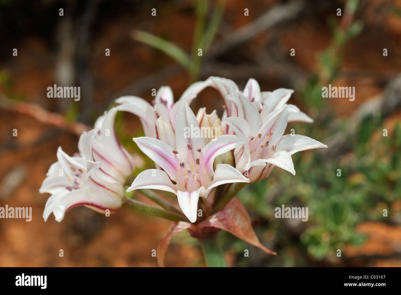 Lily flowers growing in Canyonlands National Park, Utah, USA Banque D'Images