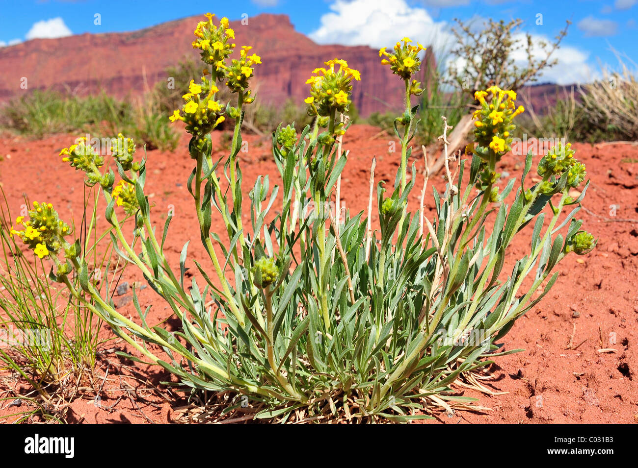 Cryptanth jaune fleurs en croissance dans la région de Canyonlands National Park, Utah, USA Banque D'Images