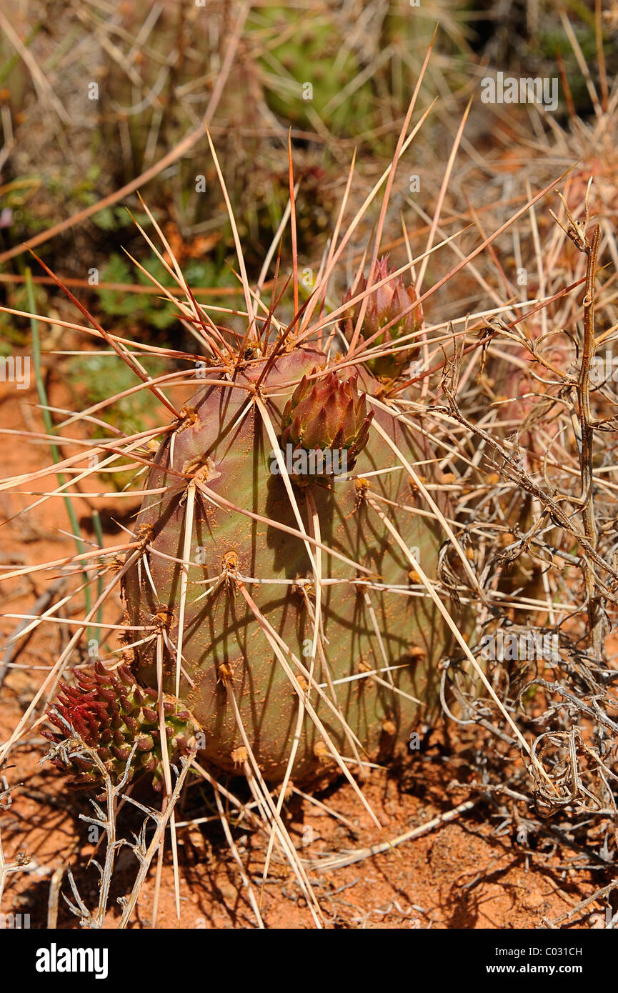 Cactus poussant dans Canyonlands National Park, Utah, USA Banque D'Images
