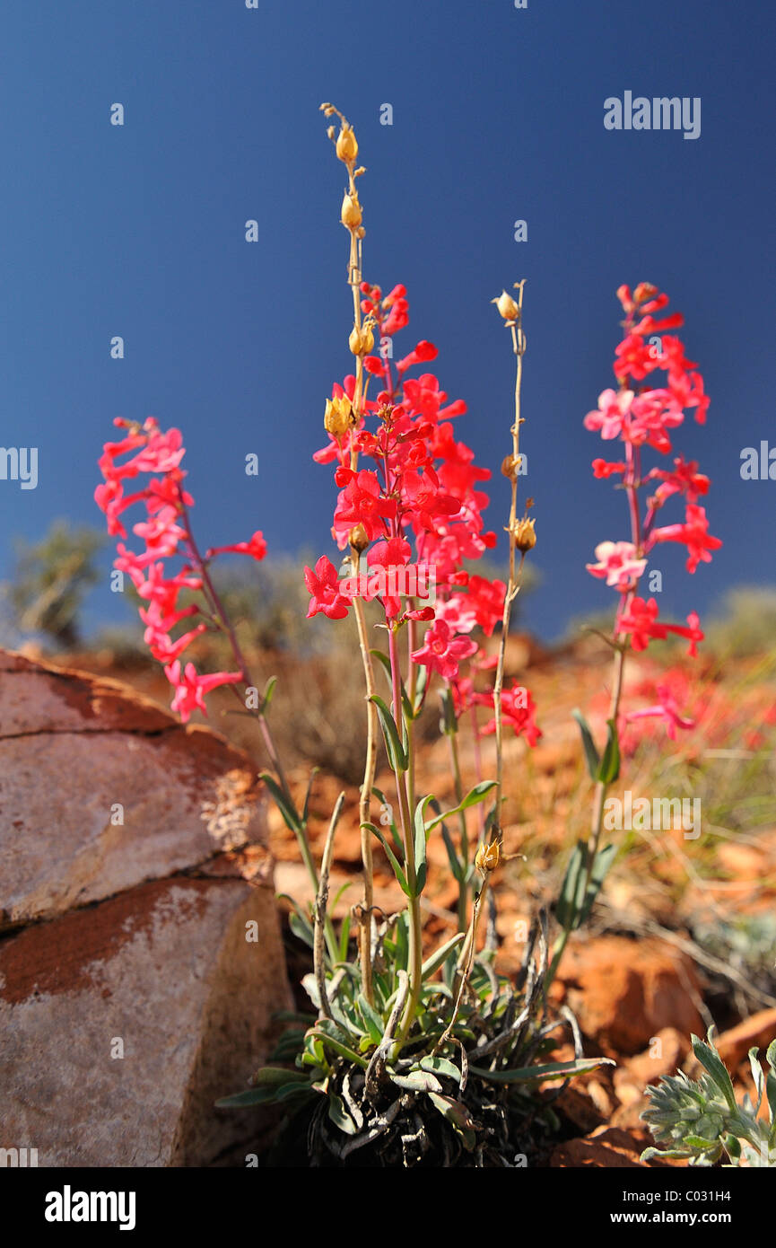 Scarlet gilia flowers growing in Canyonlands National Park, Utah, USA Banque D'Images